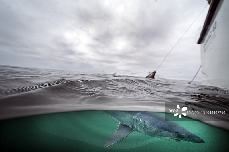 美国罗德岛的长鳍鲛图片素材