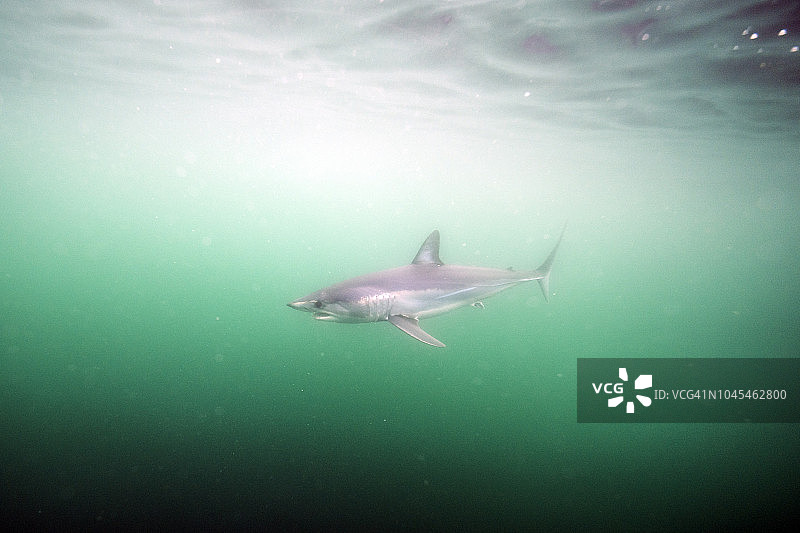 美国罗德岛的长鳍鲛图片素材