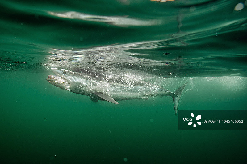 美国罗德岛的长鳍鲛图片素材