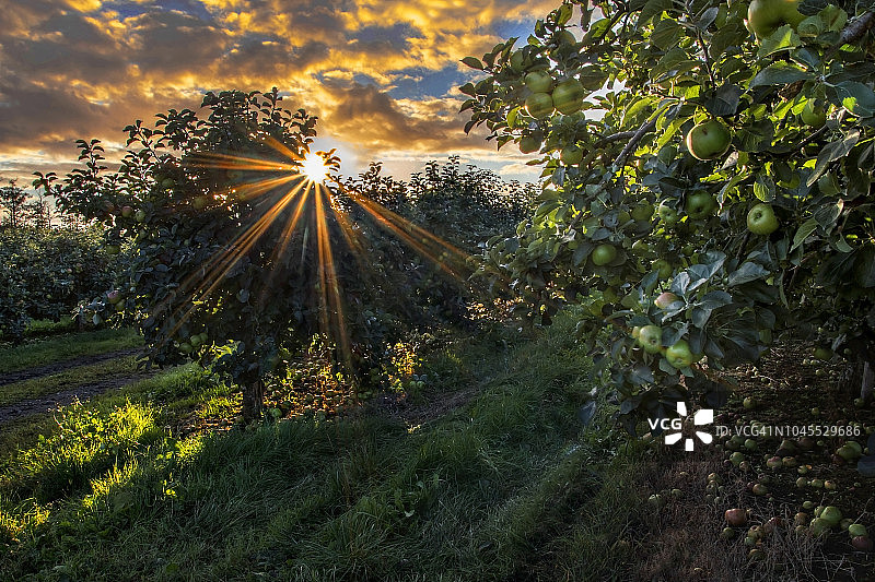 布拉姆利苹果园的日出图片素材
