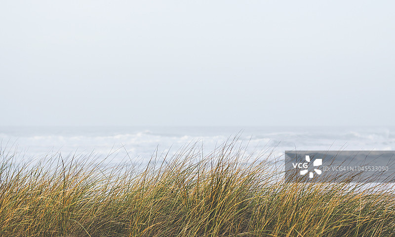 海边的固沙草图片素材