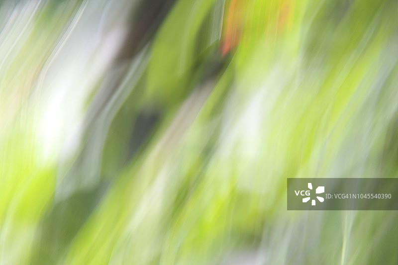 热带植物虚化背景图片素材