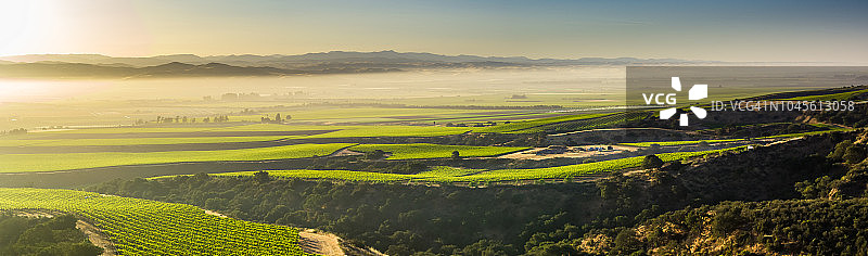 蒙特雷县葡萄园的晨雾航拍全景图片素材