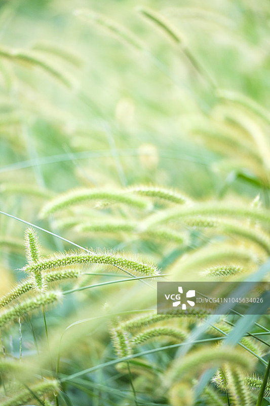 日落时分的狐茅草地图片素材