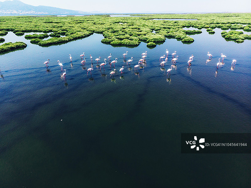 火烈鸟图片素材
