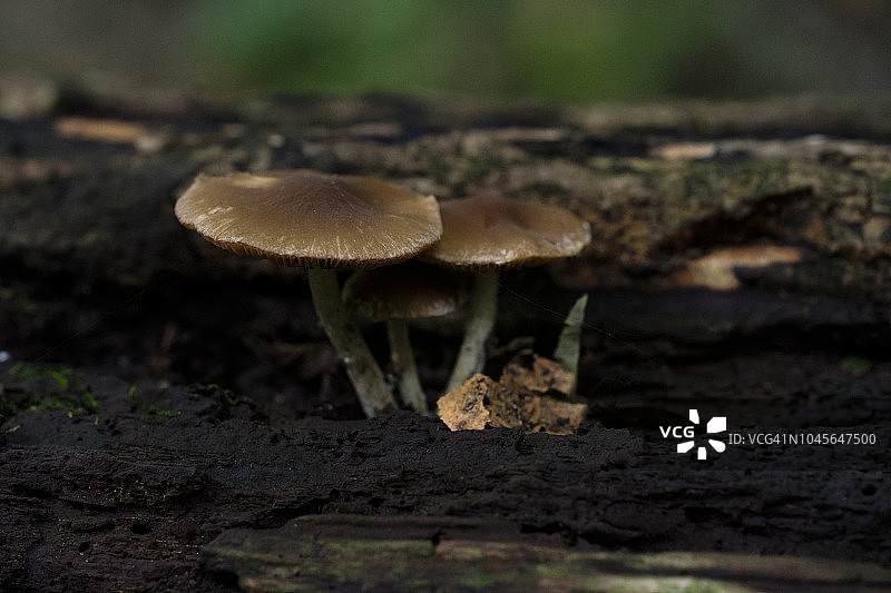蘑菇在森林黑暗中生长图片素材