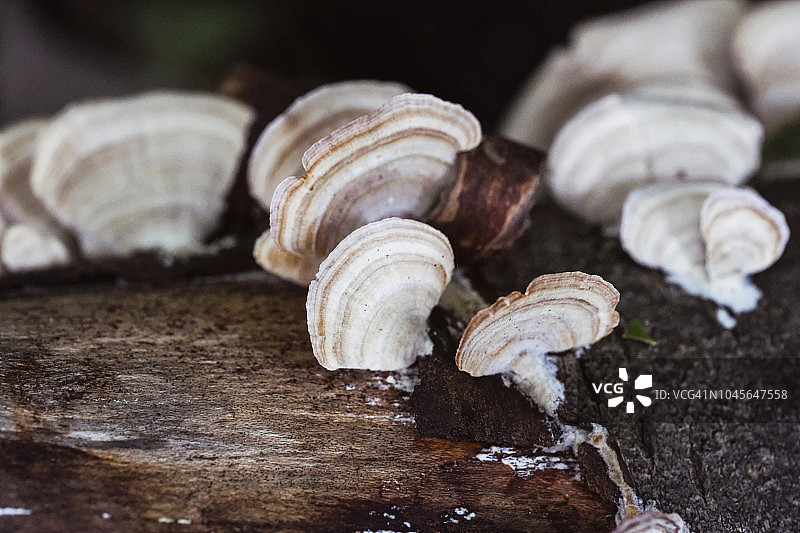 黑暗的树林中生长的真菌图片素材