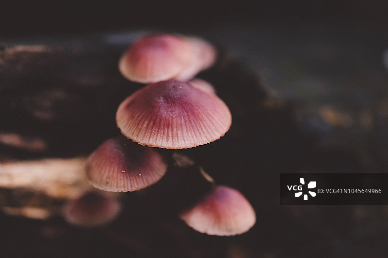 蘑菇在森林黑暗中生长图片素材