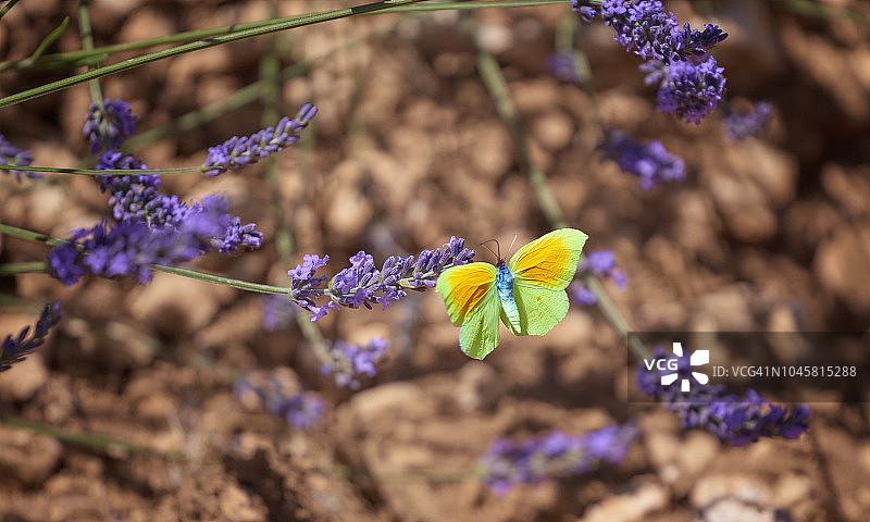 美丽的户外蝴蝶图片素材