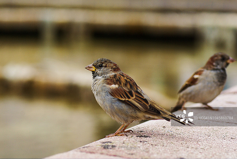 家麻雀图片素材
