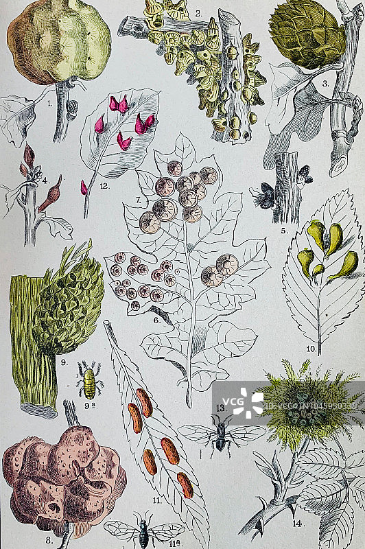 叶瘿合集图片素材