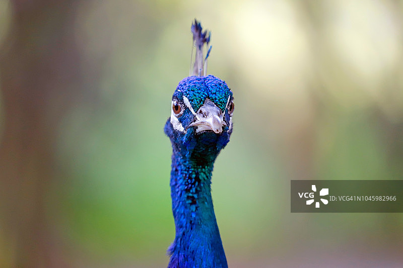 骄傲的孔雀画像图片素材