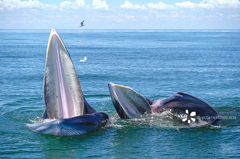 泰国湾的布氏鲸和伊甸鲸图片素材