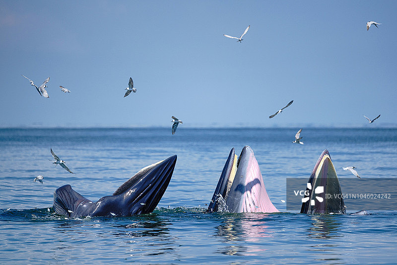 泰国湾的3头布氏鲸图片素材
