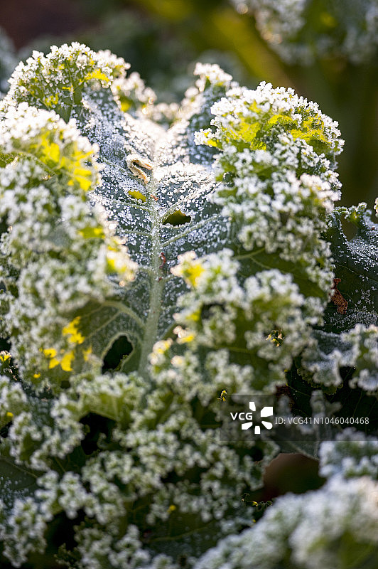 带霜的羽衣甘蓝叶子图片素材