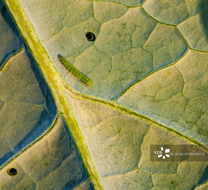 卷心菜叶子上的菜青虫图片素材