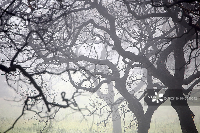 西班牙韦尔瓦省力拓附近被焚烧的栓皮栎林图片素材