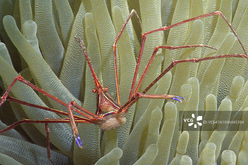 近距离拍摄的箭蟹图片素材