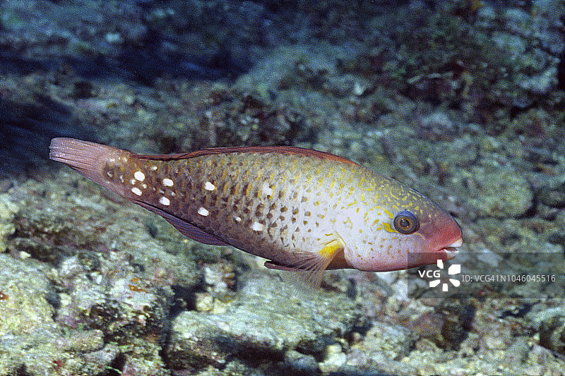 中间形态的鹦嘴鱼图片素材