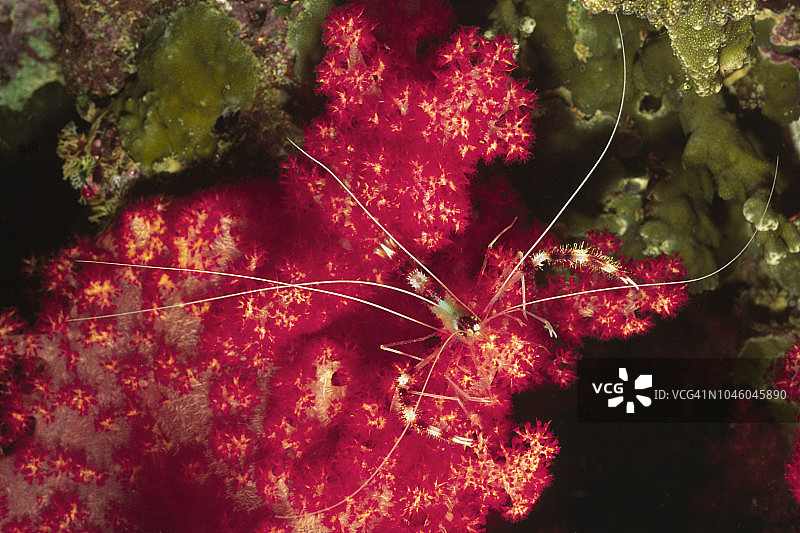 软珊瑚上的带纹珊瑚虾图片素材