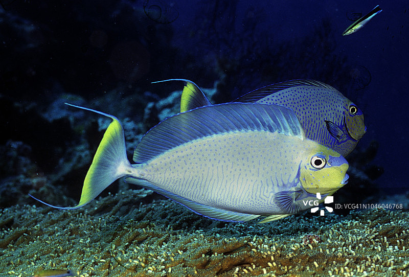 大鼻独角鱼图片素材