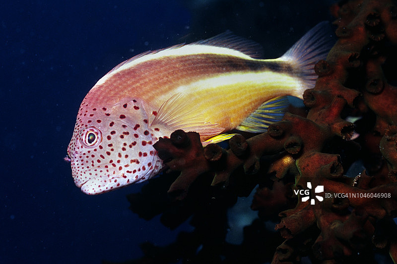 雀斑鹰鱼图片素材