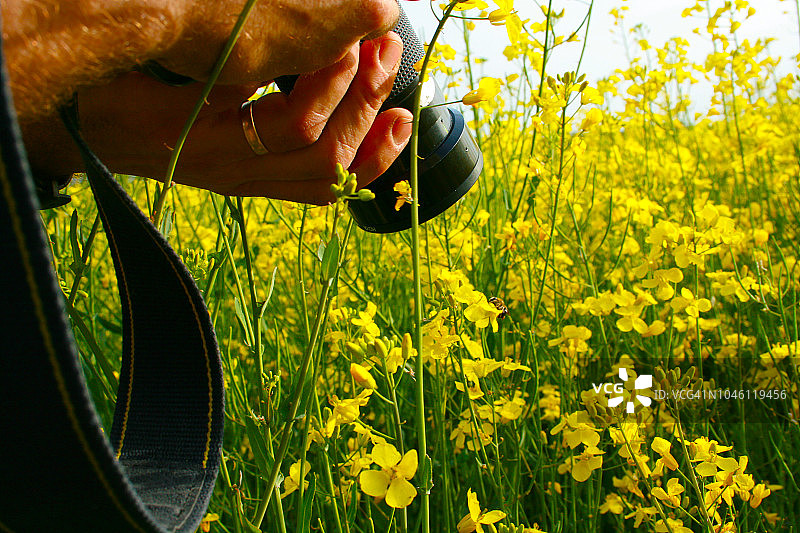 男子拍摄蜜蜂照片图片素材