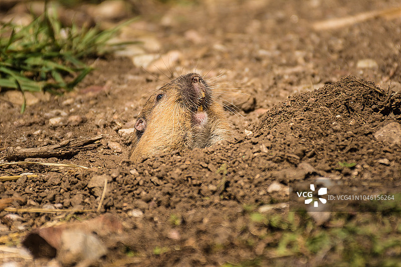囊地鼠图片素材