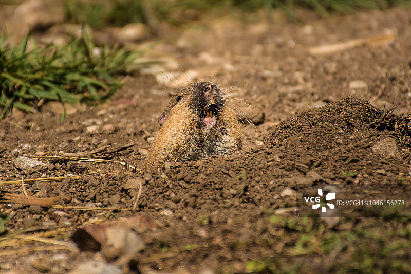 囊地鼠图片素材