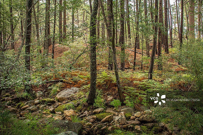 柠檬山上的森林景色图片素材