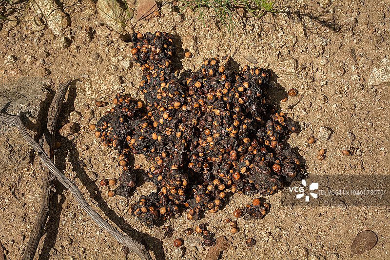 黑熊粪便图片素材