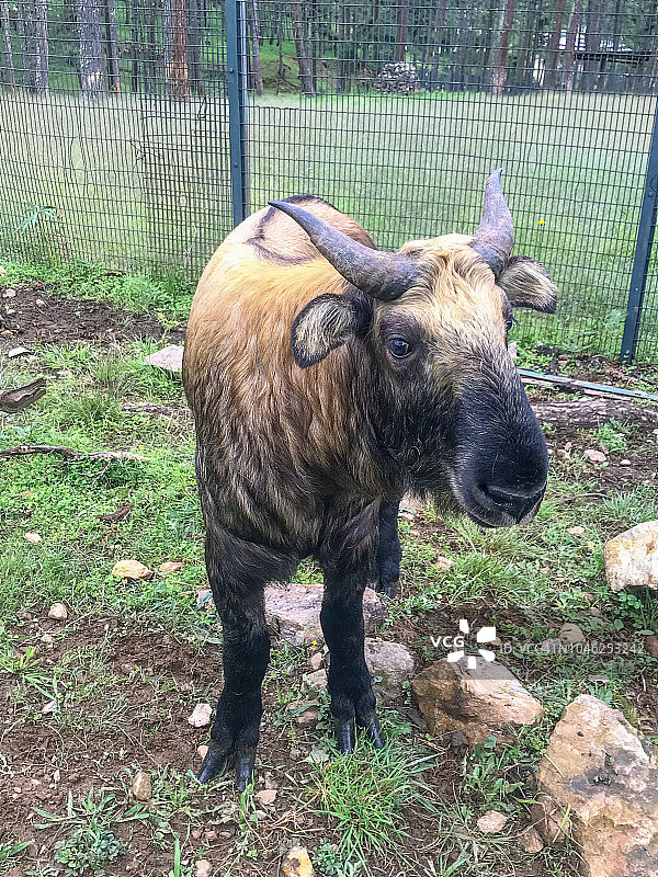 羚牛看着镜头图片素材