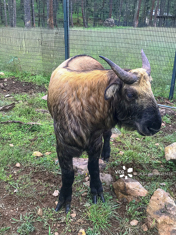 羚牛正面图片素材