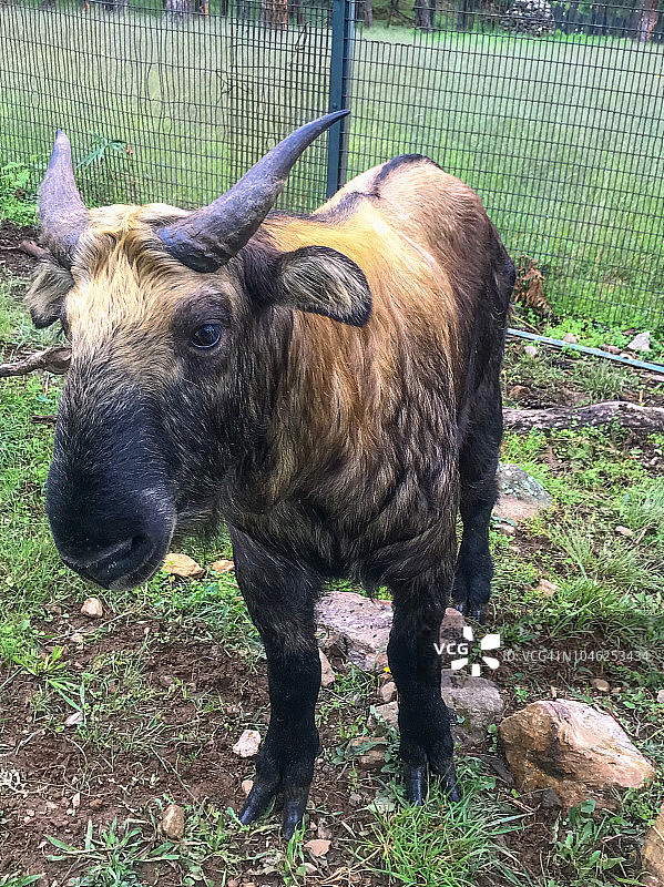 羚牛的侧面图片素材