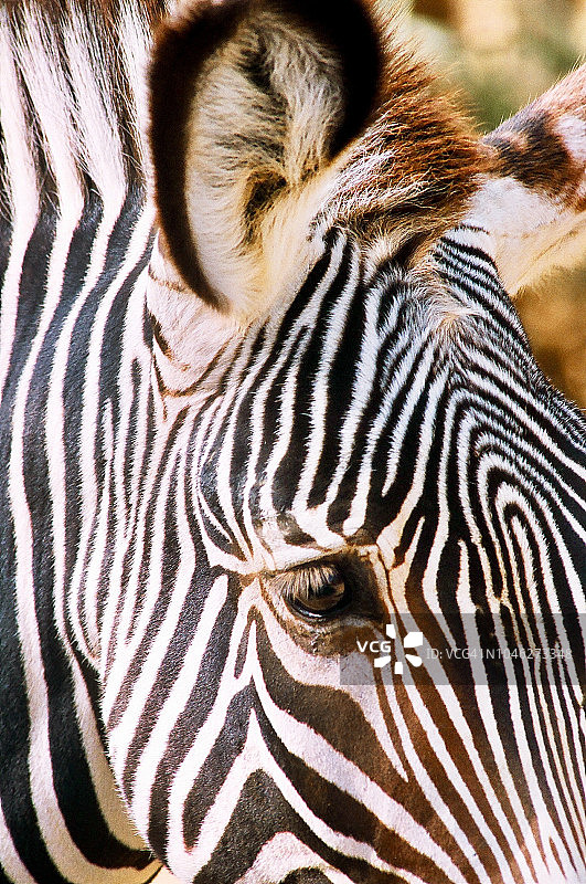 斑马特写图片素材