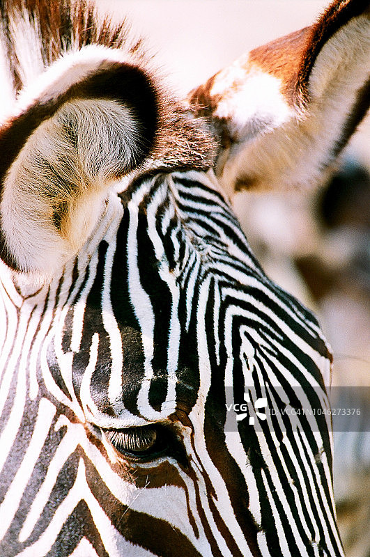 斑马特写图片素材