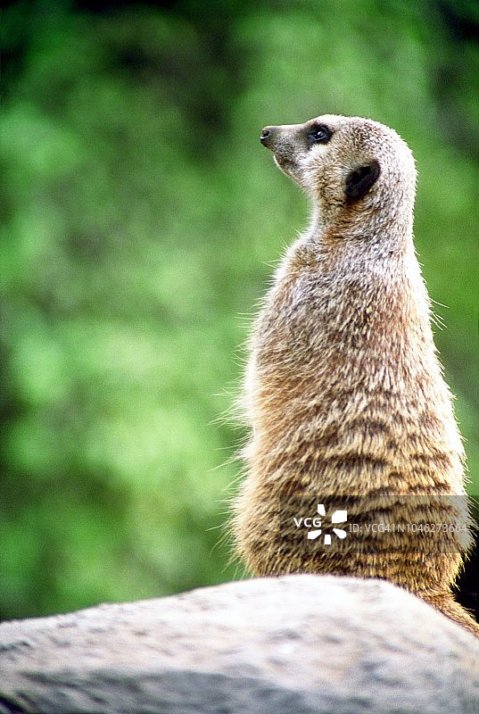 站立的狐獴的特写图片素材