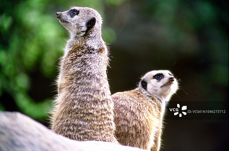 两只猫鼬的特写图片素材