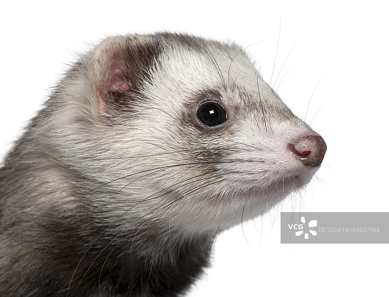一岁雪貂的白色背景特写图片素材