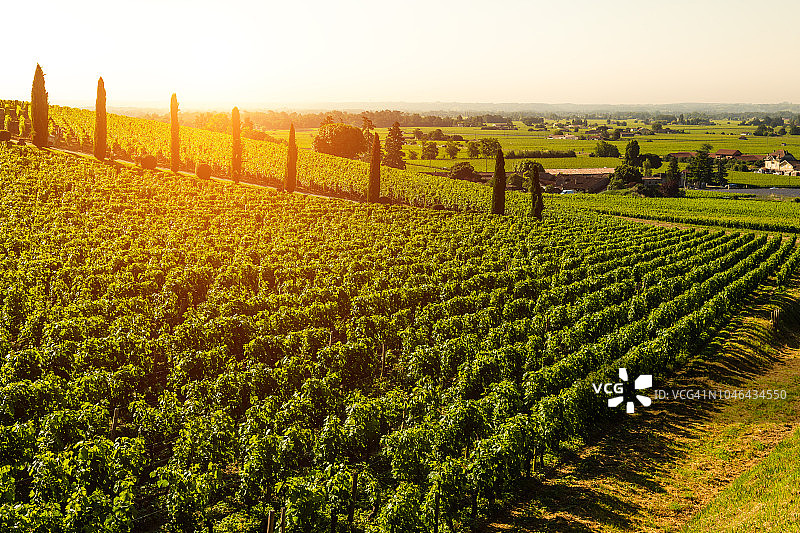 法国波尔多日落时分的葡萄园图片素材