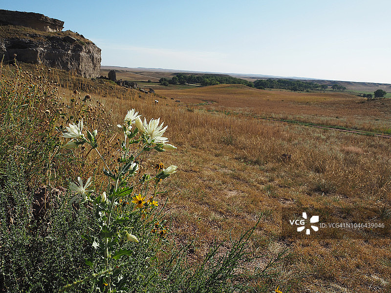 内布拉斯加州玛瑙化石床国家纪念碑的草原宝石白色野花图片素材