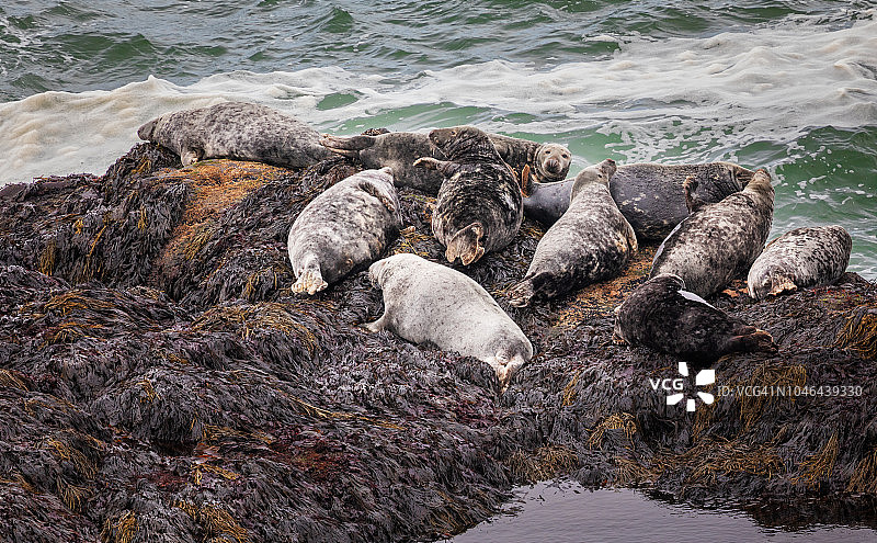 拉特拉尔角海豹图片素材