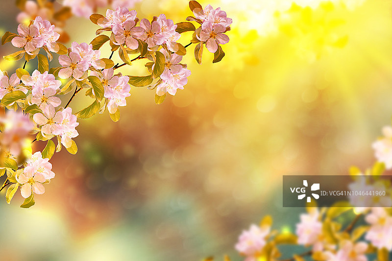 盛开的樱桃树枝图片素材