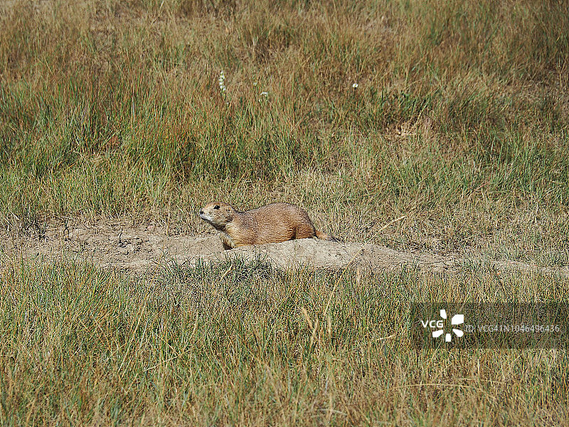 洞穴附近的草原犬图片素材