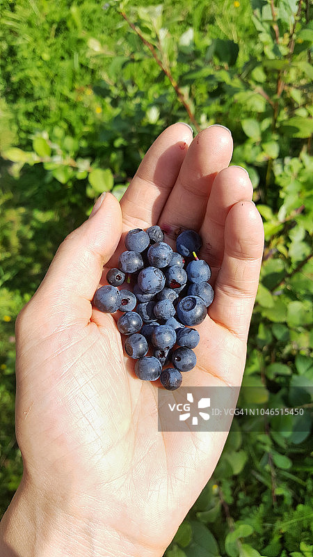 手中的新鲜比尔莓图片素材