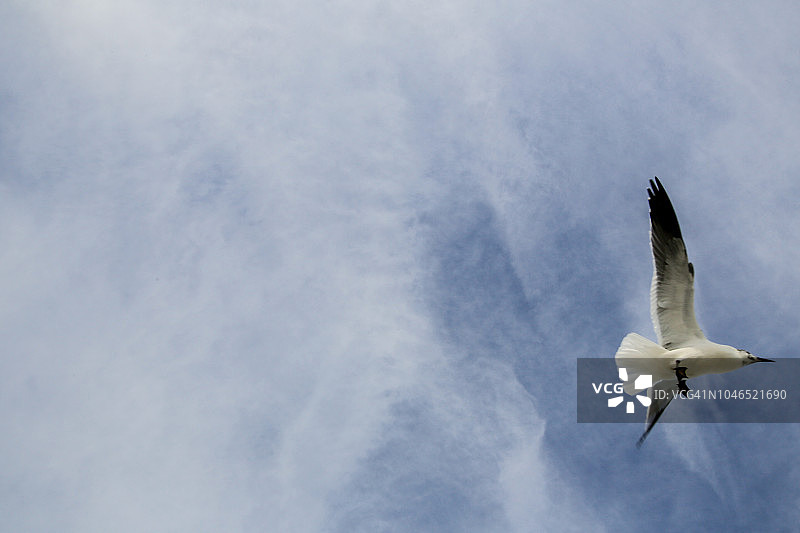 佛罗里达州萨尼贝尔海滩上的海鸥图片素材