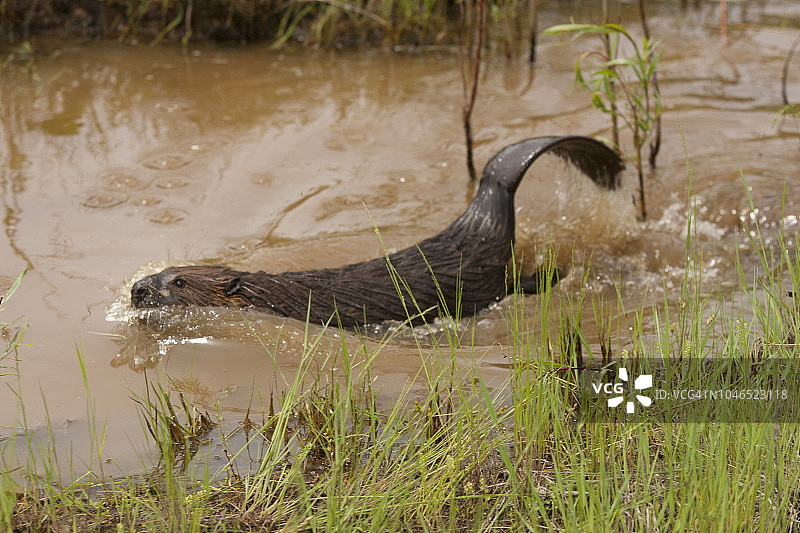 拍打尾巴的北美海狸图片素材