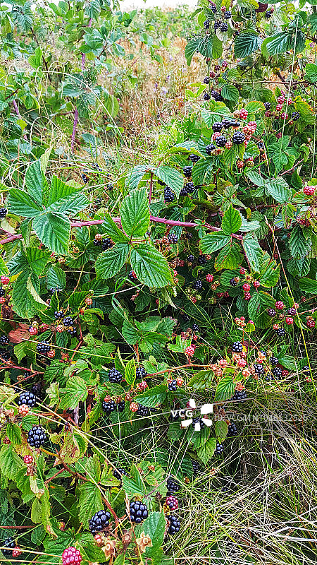 野生生长的黑莓图片素材