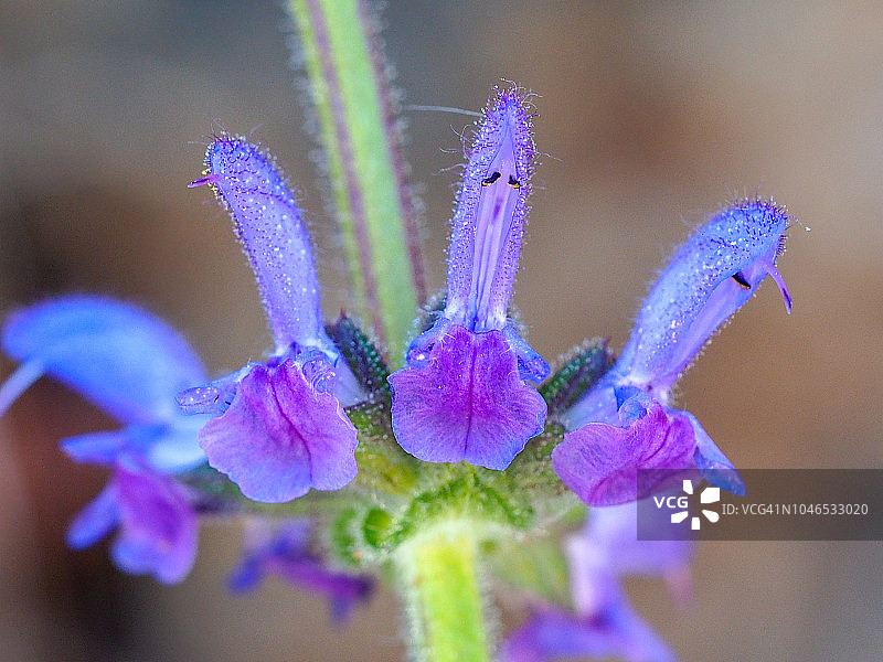 野生花卉（Salvia sclareoides）图片素材