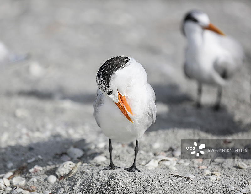 美国佛罗里达州萨尼贝尔岛海滩上的海鸥图片素材